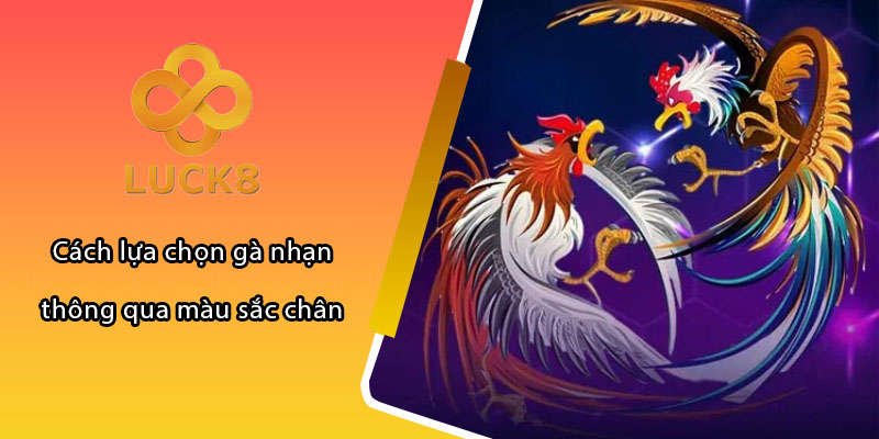 Cách lựa chọn gà nhạn thông qua màu sắc chân